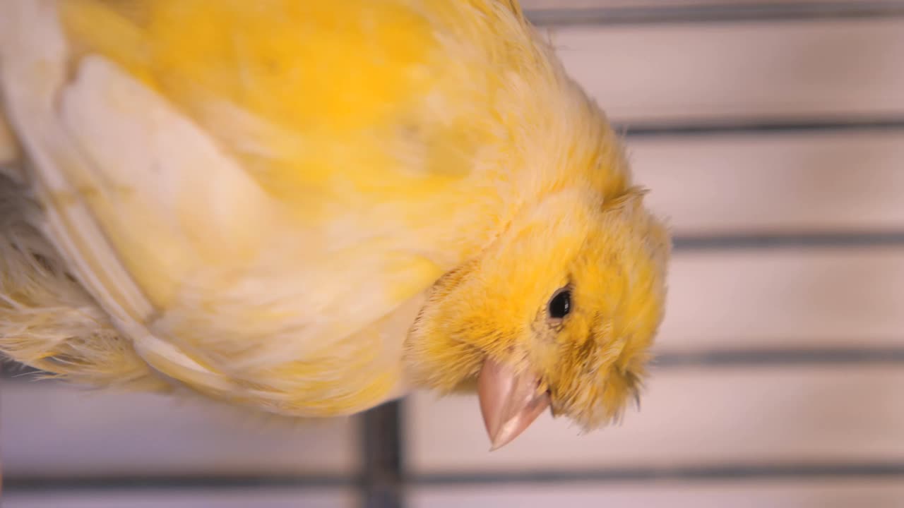 Yellow Canary Bird