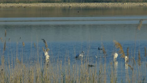 Ein-Paar-Rosaflamingos-Auf-Der-Suche-Nach-Futter-In-Einer-Lagune,-Begleitet-Von-Enten-Hinter-Etwas-Schilf