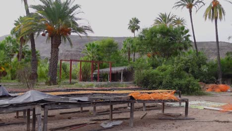 Einspielung,-Malerischer-Blick-Auf-Palmen-In-Isla-Holbox,-Mexiko,-Datteln-Auf-Dem-Tisch-Und-Eine-Bergkette-Im-Hintergrund