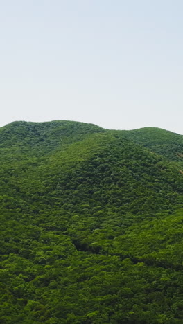 green mountains and forest