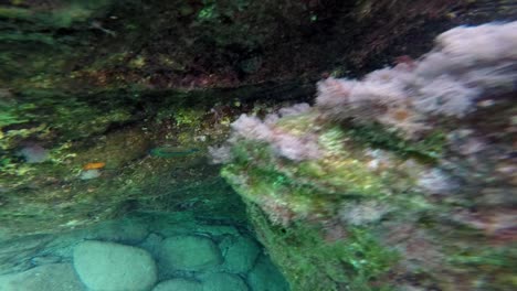 Close-up-of-a-fish-into-Greece