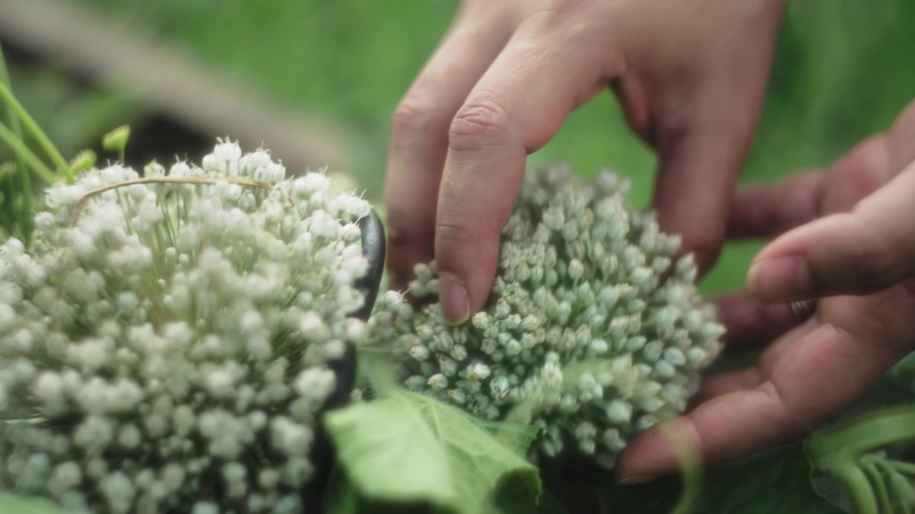 Donna che raccoglie un fiore di cipolla