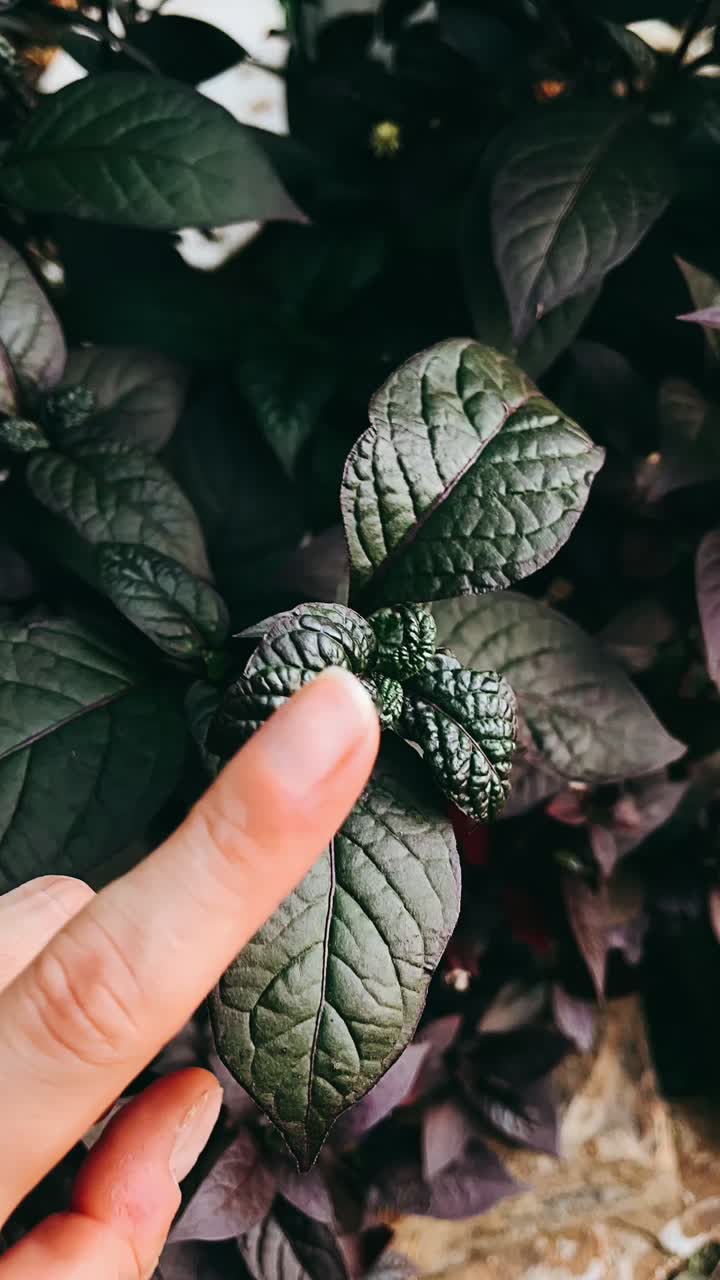 primer plano de hojas de color púrpura oscuro con un dedo apuntando