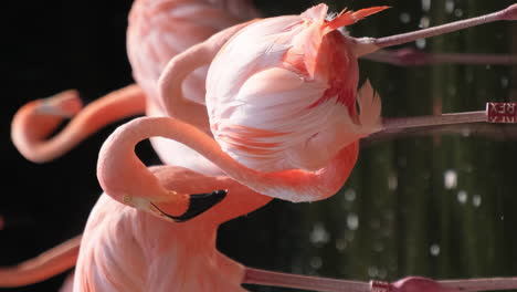 flamingos in the water