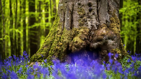 Lapso-De-Tiempo-Del-Bosque-De-Campanillas-Durante-La-Primavera-En-El-Parque-Natural-De-Irlanda