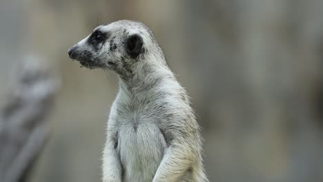 close-up of meerkat standing alert and observant in natural habitat