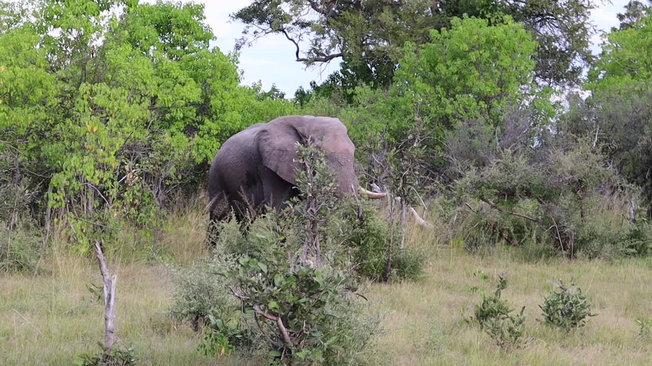 큰 아프리카 부시 코끼리는 나무에서 풀이 무성한 초원으로 걸어갑니다.