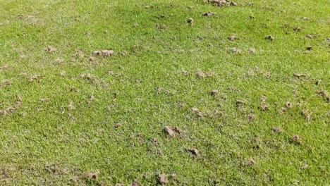 damaged lawn with dirt patches