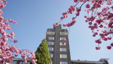 city townhall during pink sakura tree bloom in watermael-boitsfort - brussels, belgium