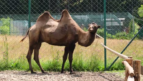 the reindeer rehabilitation farm is one of the largest species of deer the reindeer rehabilitation farm is one of the largest species of deer forest animals of eurasia