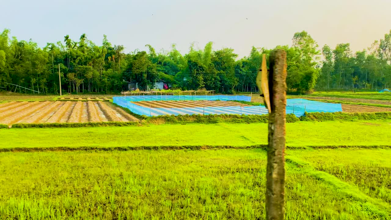 방글라데시 시골 의 농장 들 의 열차 에서 볼 수 있는 모습