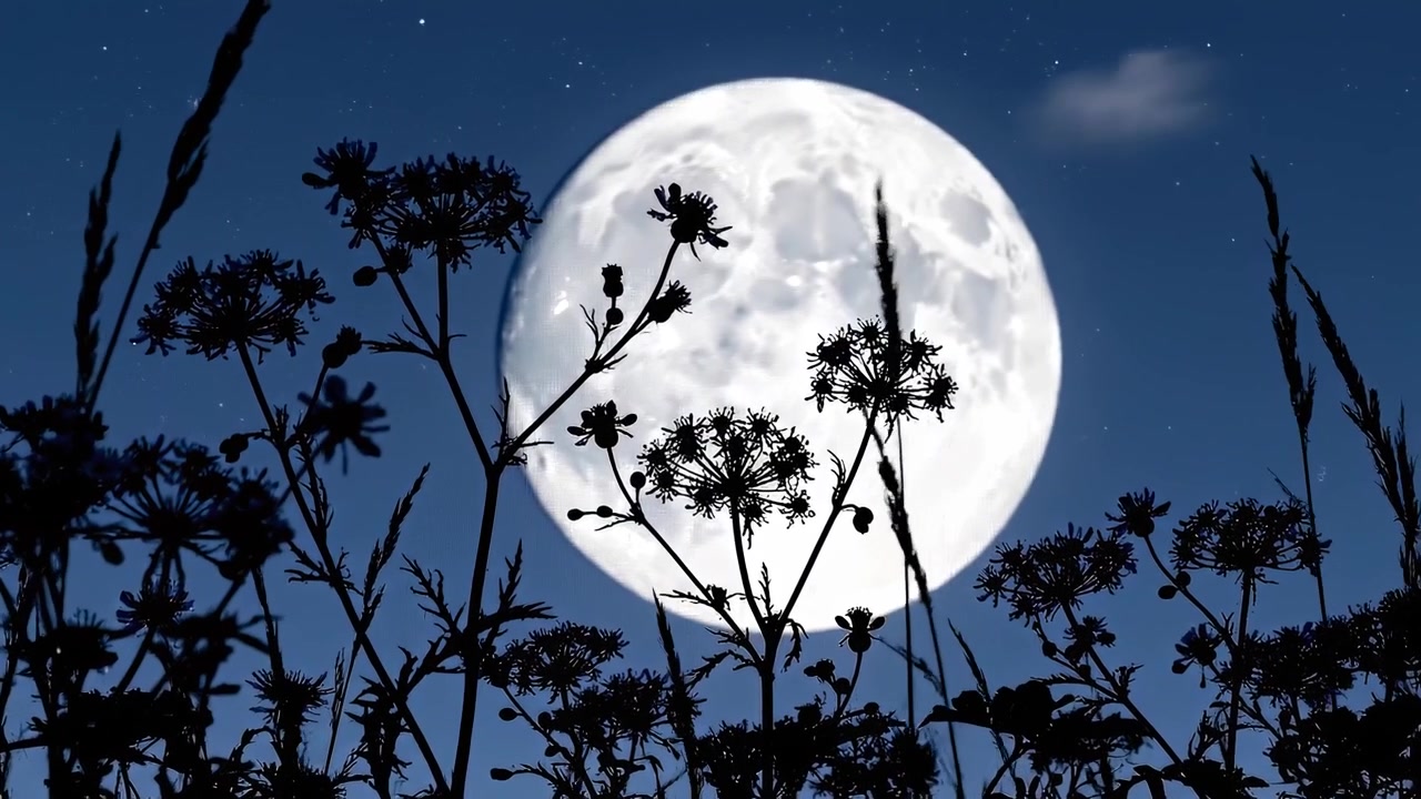 夜晚，滿月在剪影野花後方緩緩升起