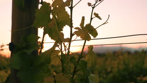 orbiting shot of leaves on a vine at a vineyard during sunset dusk hour in waipara, new zealand