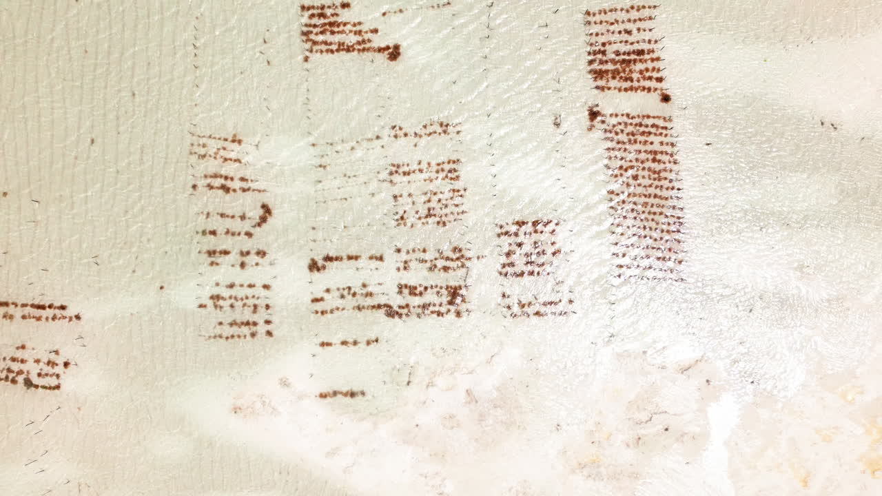 잔지바르 의 복잡 한 해조류 재배 패턴 의  ⁇   ⁇