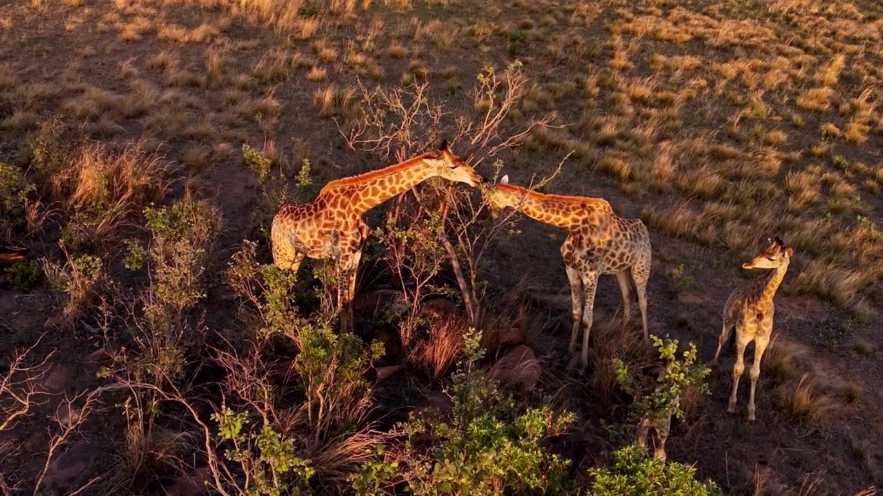 Giraffes feeding as a family at sunset, creating a serene, natural scene