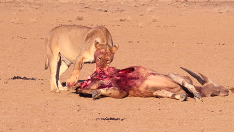 graphic: bloody african lion eats recently killed eland antelope