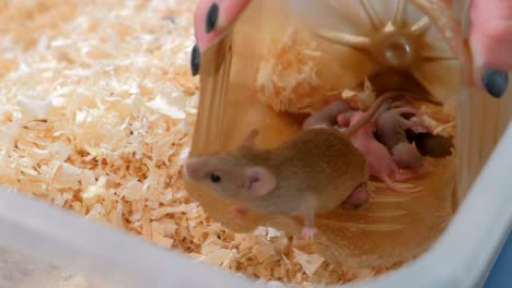 mouse feed her little newborn mice with milk in plastic house in terrarium.