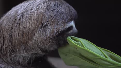 three-toed sloth eating green leaf in black background. - close up