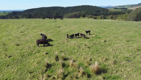 orbiting around a family of black cows with rolling green hills