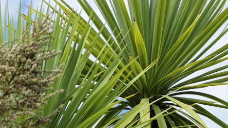 close-up of palm tree leaves in brighton