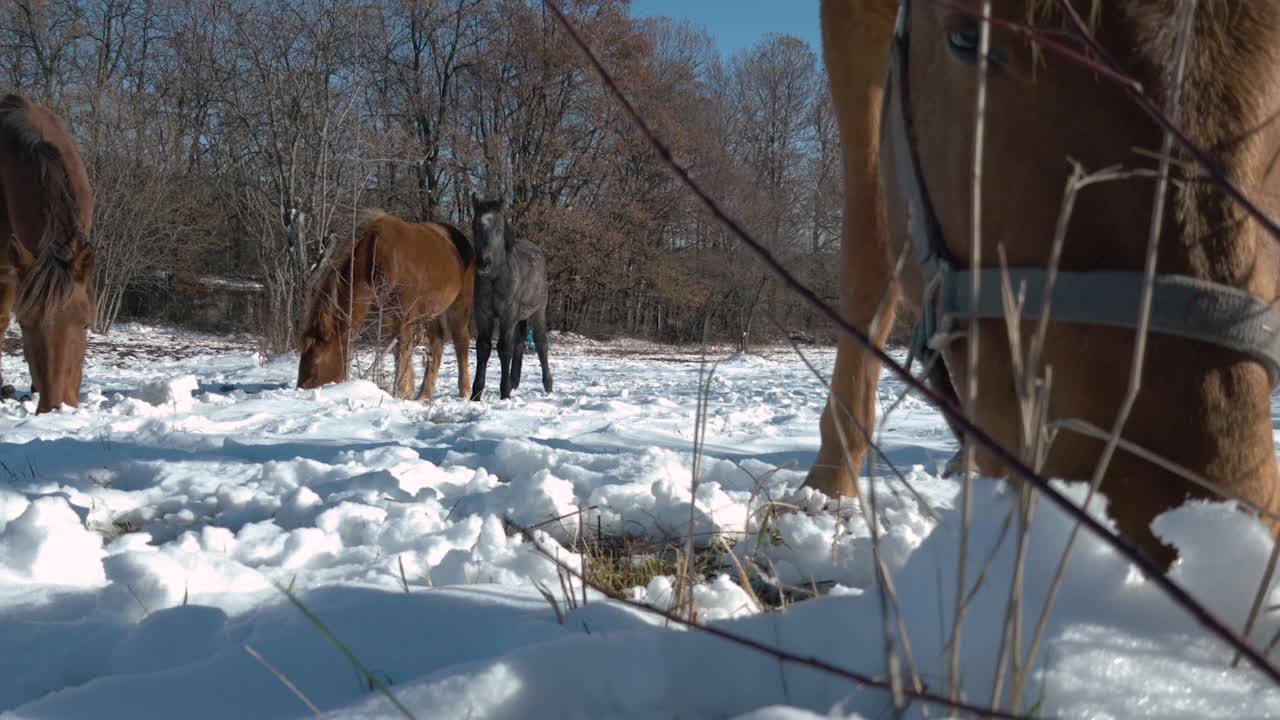 Cavalo doméstico pastando em pastagem nevada durante o inverno.