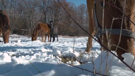 Caballo-Doméstico-Pastando-En-Pastos-Nevados-Durante-El-Invierno