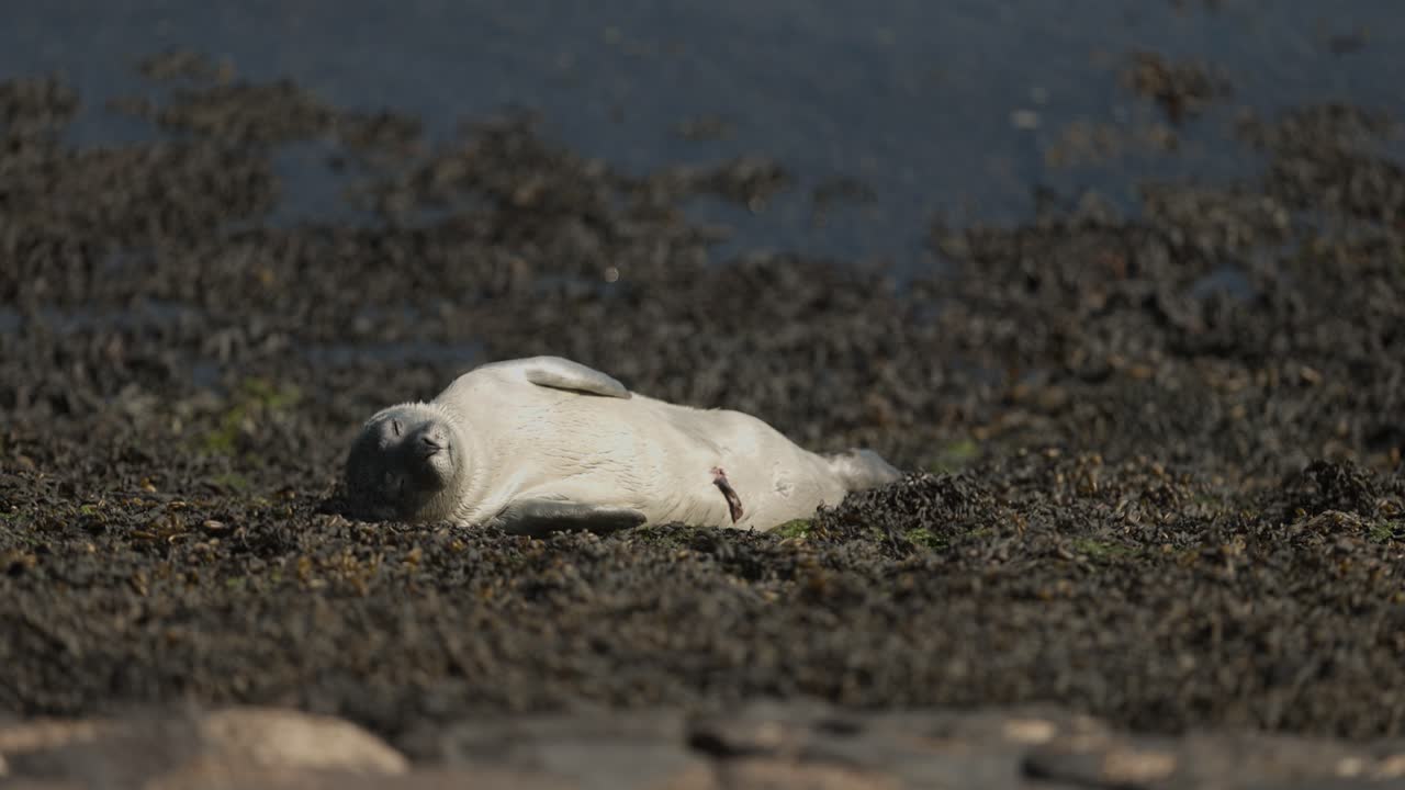 Newborn harbor seal pup with piece of umbilical cord still visible sunbathing