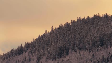 mountain with dense conifer trees against gloomy sky in winter season