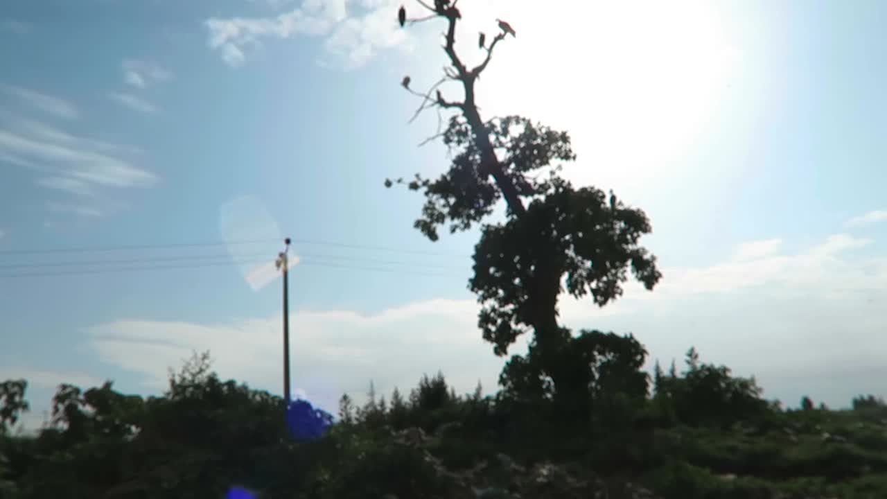 Flock of vultures in a tree in Ethiopia, Africa.