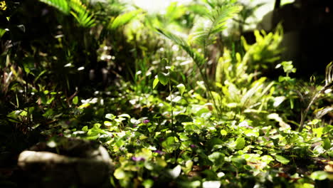 cubierta de suelo verde exuberante que prospera en un bosque iluminado por el sol durante la primavera