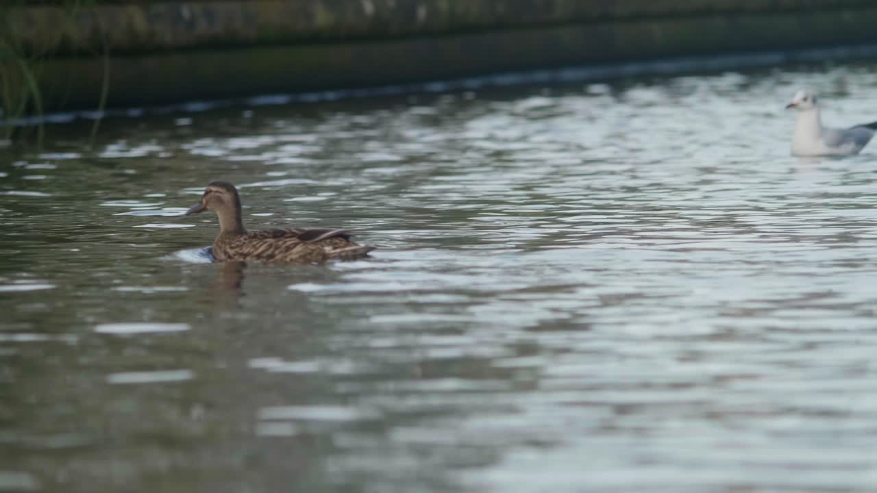 Un'anatra nuota da sola nel canale.
