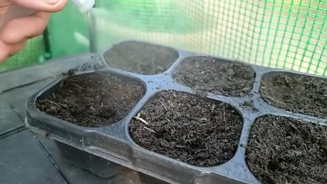 Male-hands-spraying-water-on-soil-starting-seedling-growth-in-greenhouse-seed-germination-tray-slow-motion