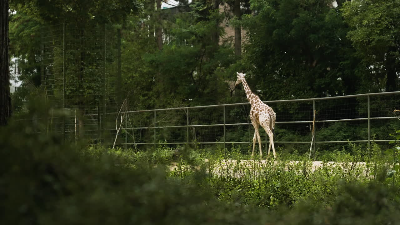 Faszinierte Giraffe geht im Zoo spazieren.