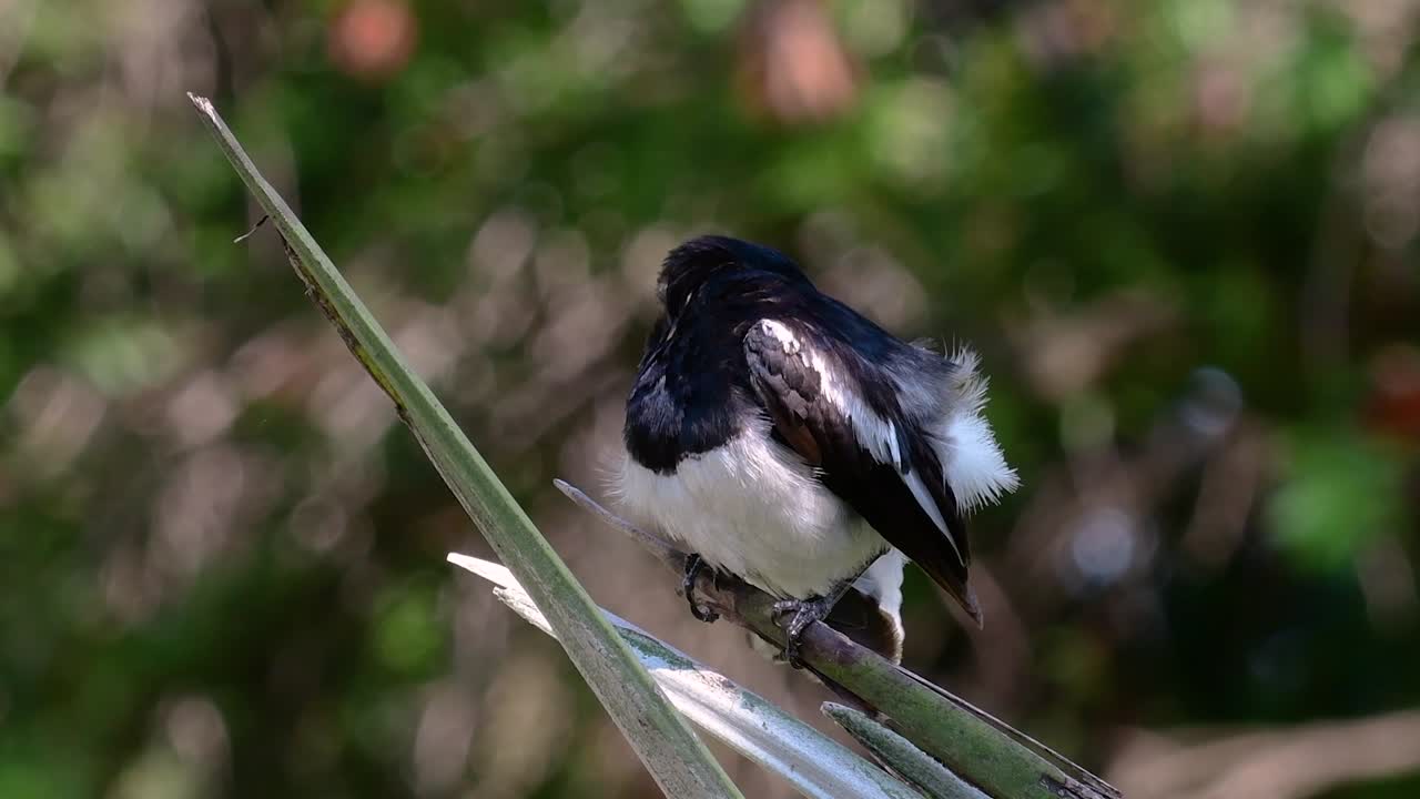 The Oriental magpie-robin is a very common passerine bird in Thailand in which it can be seen anywhere