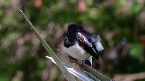 the oriental magpie-robin is a very common passerine bird in thailand in which it can be seen anywhere