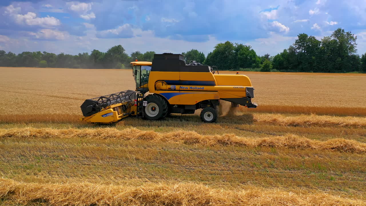 Harvesting wheat with combine. Aerial shot of combine gathering wheat crop