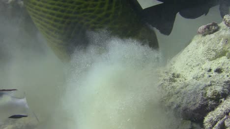 giant triggerfish grinds corals stirring up sand and hovering upside down over coral reef, pan from mouth towards tail