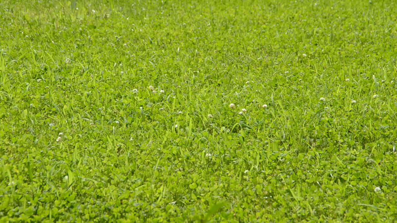 Texture di sfondo erba verde dritta