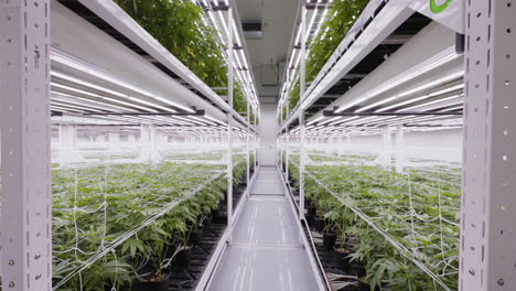 static shot of marijuana modern greenhouse interior, california