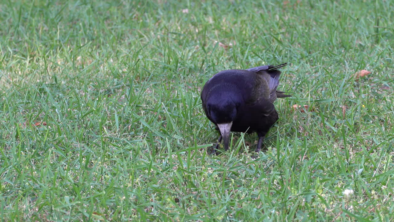 Close up of a crow moving and looking through the grass