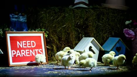 en la paja, en el heno están caminando pequeños pollos, patitos. en el fondo un pajar, pequeñas casas de pájaros de colores. plato con la inscripción, necesitamos padres