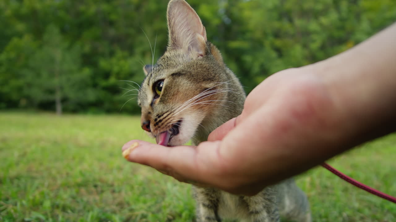 Little pretty cat walking in the park with young woman owner eating some treats food. Close-up of kitty on green grass. Nature