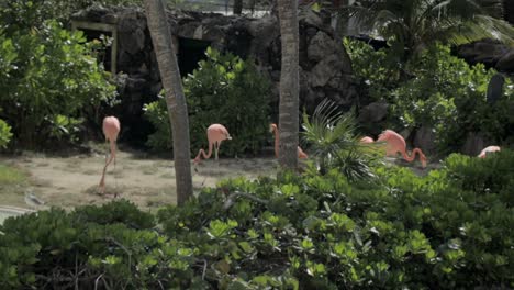 flamingos behind palm trees looking for food