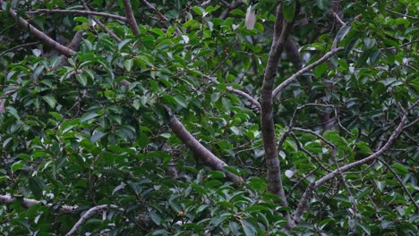 On-a-branch-as-it-hops-up-to-move-to-the-top-of-the-tree,-Great-Hornbill-Buceros-bicornis,-Thailand