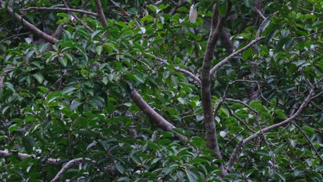 en una rama mientras salta para moverse a la cima del árbol, el gran buceros bicornis, tailandia