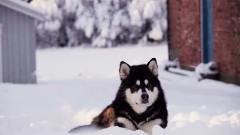 el perro malamute de alaska tendido en la nieve