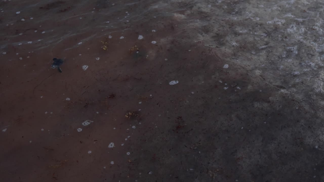 Neugeborene Meeresschildkröten, die ins Meer gelangen und mit Sargassum bedeckt sind.