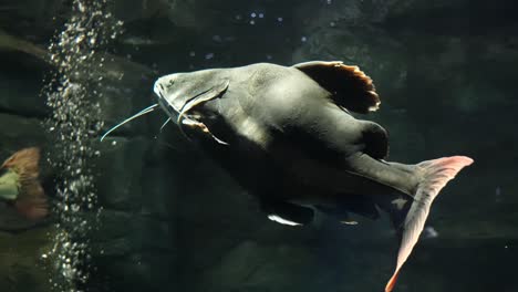 Big-Redtail-catfish-swimming-in-spacy-public-Illuminated-Aquarium-Close-up-following-shot