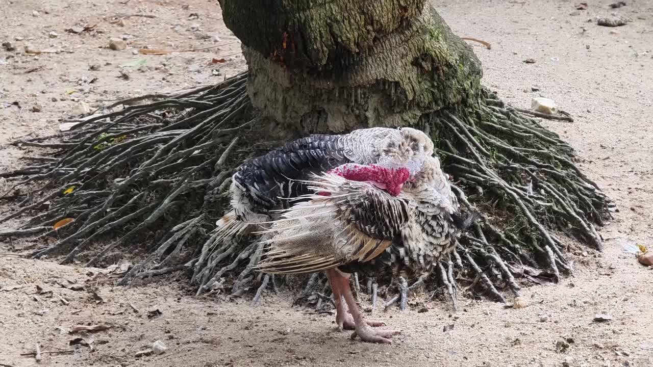 나무 근처의 칠면조