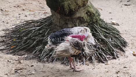 pavo cerca de un árbol
